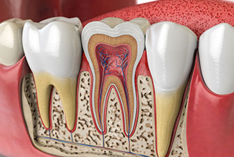 Some Interesting Facts About Root Canals